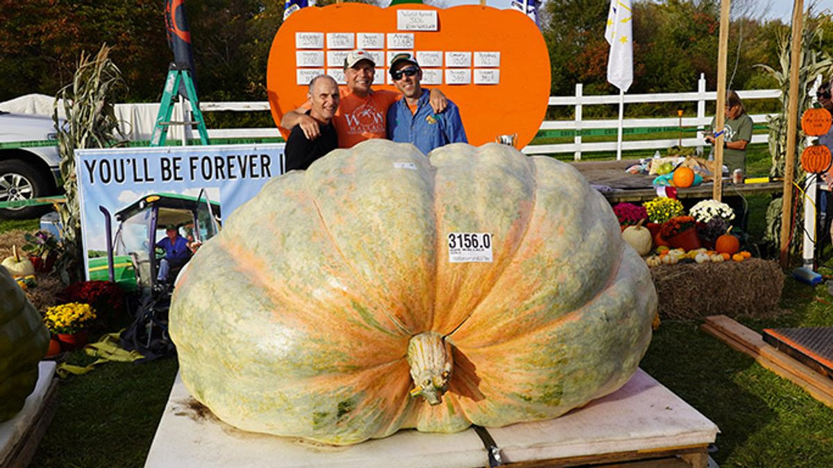 The world’s biggest pumpkin title lasted one week before a 1,431.5kg giant took over