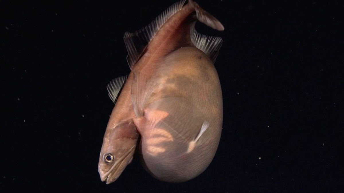 Mystery Deep Sea Fish Filmed With a See Through Stomach After Swallowing an Unknown Meal