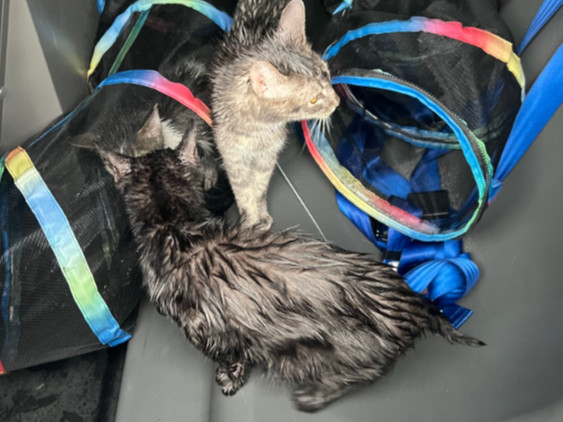 Four Cats Left in a Mesh Tunnel in Asbury Park Are Recovering and Still Ready for Human Company