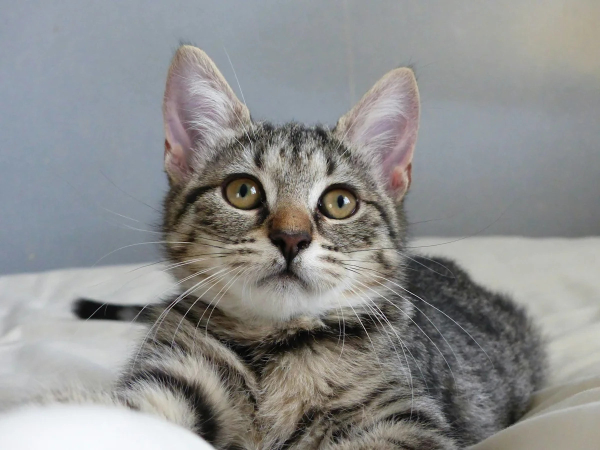 Shelter Kitten Date Gave Everyone the Sign They Were Waiting For After Losing Her Brother to Panleukopenia