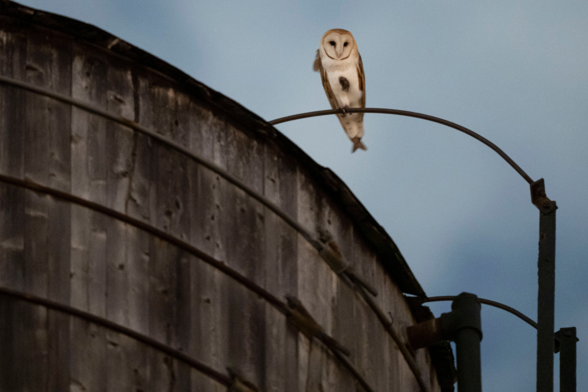 Barn owl family on a Manhattan water tower is turning dusk on the Upper West Side into a nightly event