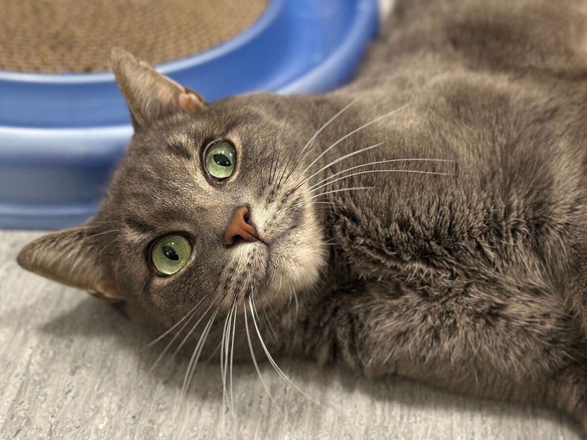 Returned at 3, Leonardo Now Has One Big Advantage in His Search for a New Home