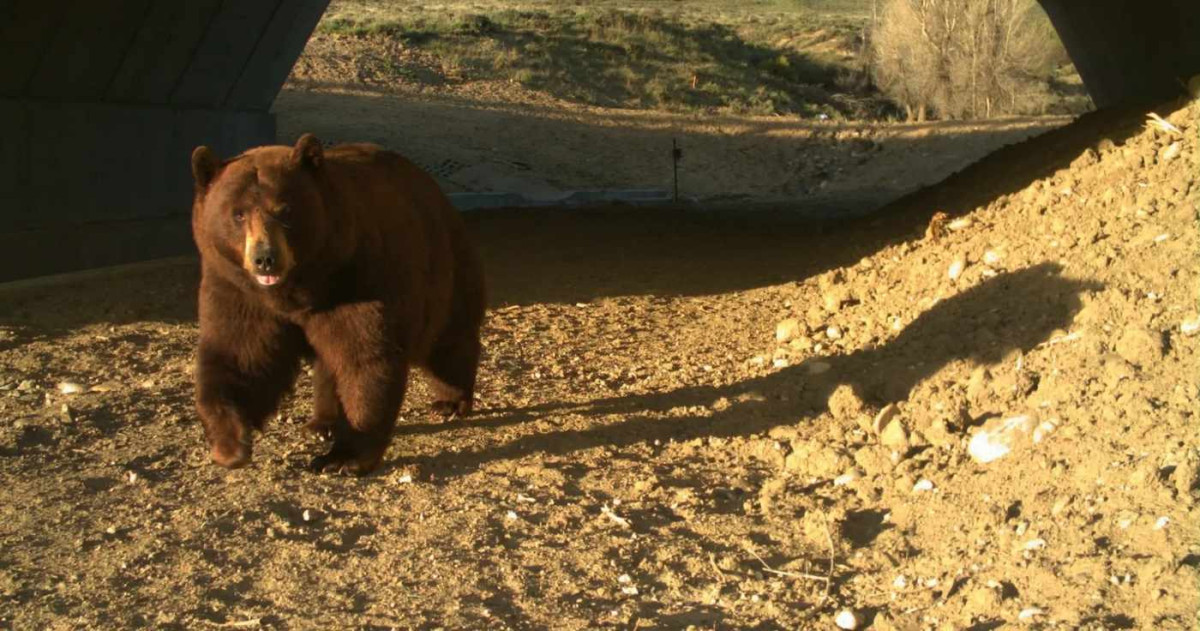 Colorado’s giant wildlife bridge has cut I-25 animal crashes by 91% in just 10 months
