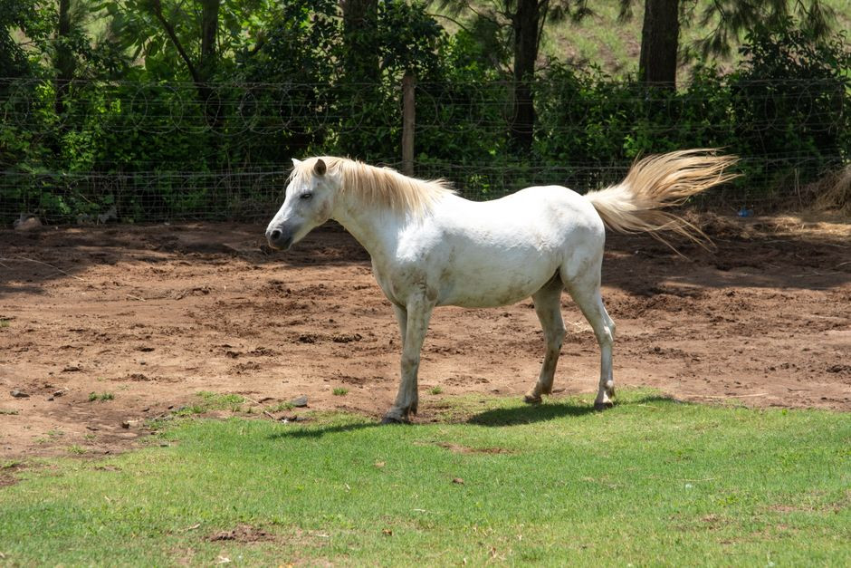 Ohio horse finally got a trim after Guinness confirmed her 13-foot-6-inch tail was a world record
