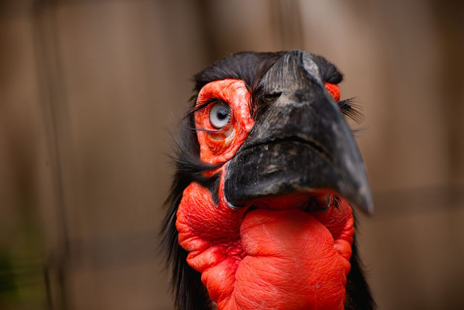 A zoo hornbill just got something no bird is known to have had before: two 3D-printed beaks