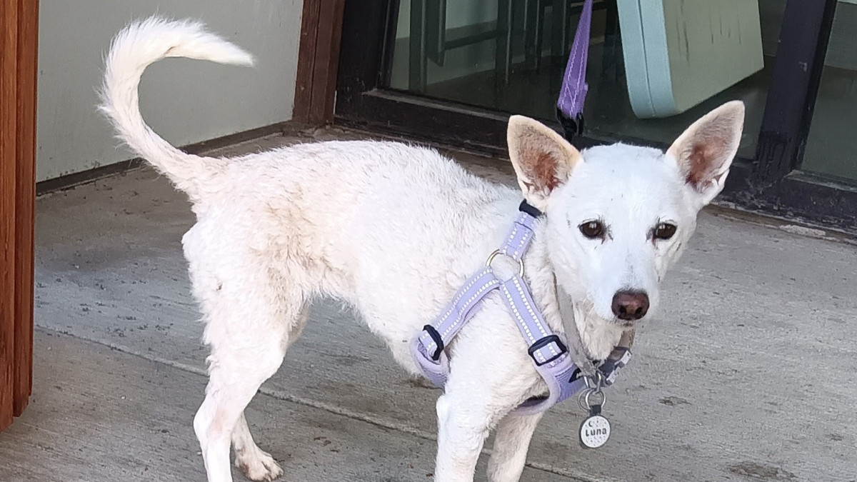 Missing Yellowstone dog Luna was found after a month when rescuers left something that smelled like home