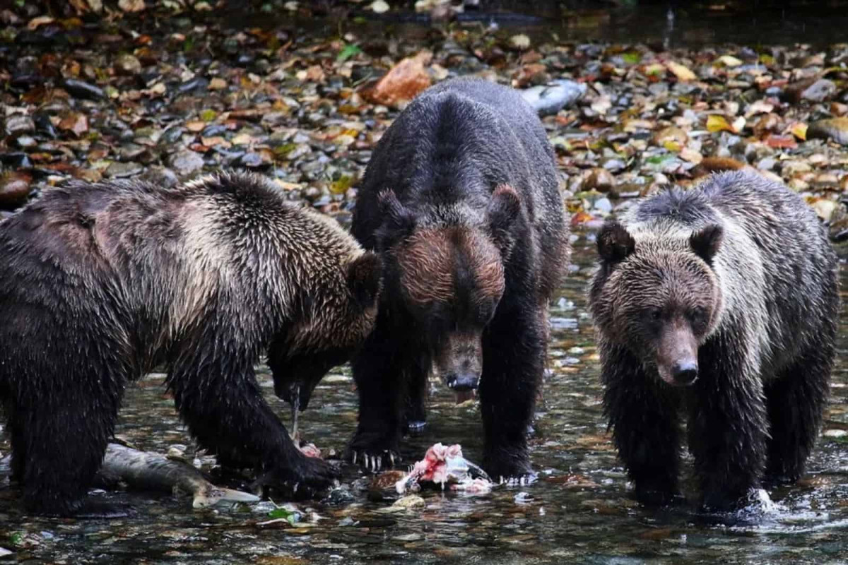 Tourist Counted 19 Grizzlies Around One Carcass in Yellowstone Country, and None of Them Fought