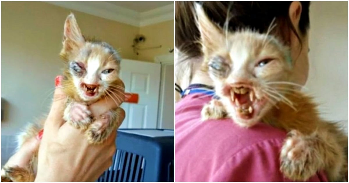 The Istanbul Kitten No One Chose Until a 7 Year Old Found Her Between Two Trash Cans