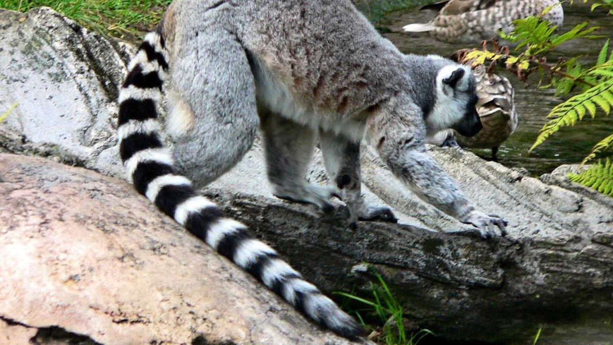 Animal Kingdom quietly reopened its lemur habitat, just as a second Ankole calf arrived