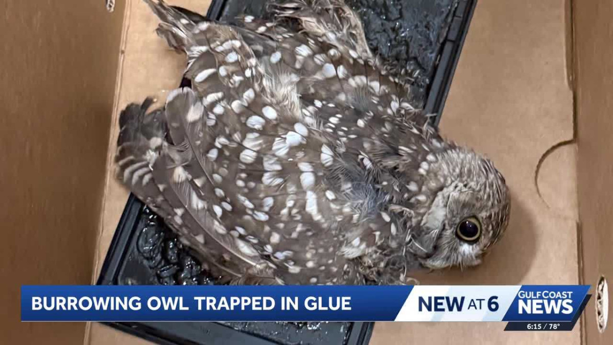 How two baths and nine days of care got a burrowing owl out of a glue trap and back into the wild