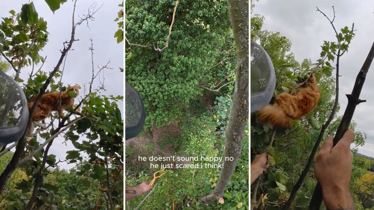 The meowing came from 50 feet up: How a missing Kent cat named Momo finally got home