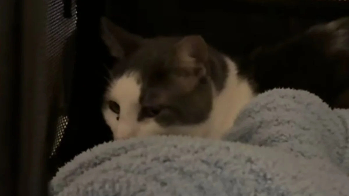 After 50 Days in a Kennel, Senior Cat Banjo Found the One Person Who Ignored 'Not Worth It'