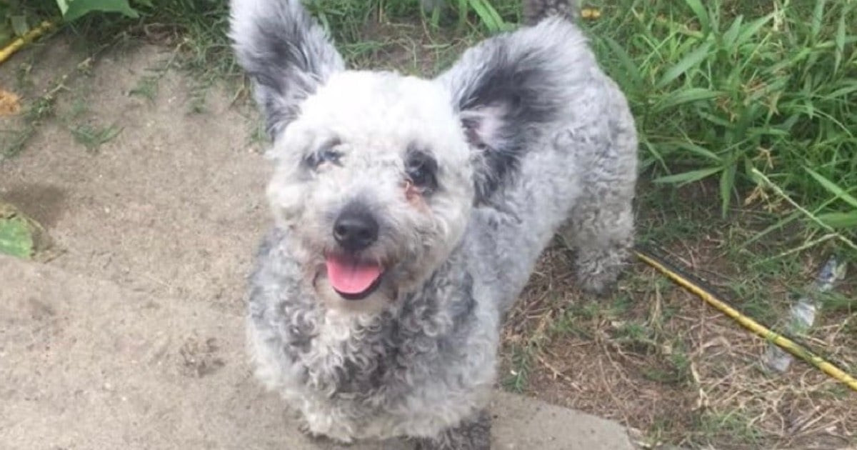 Texas sisters checked their missing dog's microchip account and discovered he'd already been rehomed