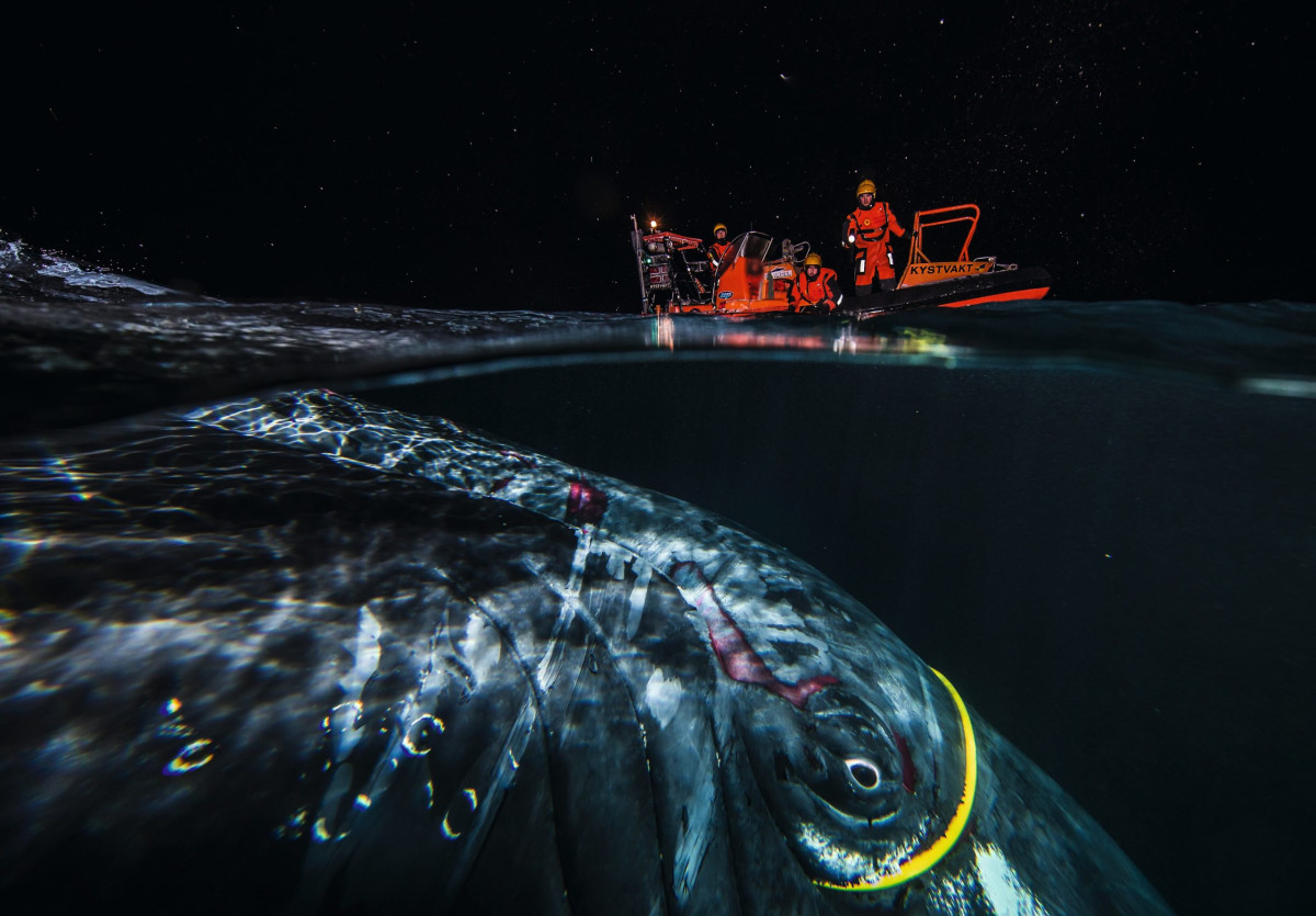 Why a humpback whale rescue in Norway ended with three villages offline and a £150,000 bill