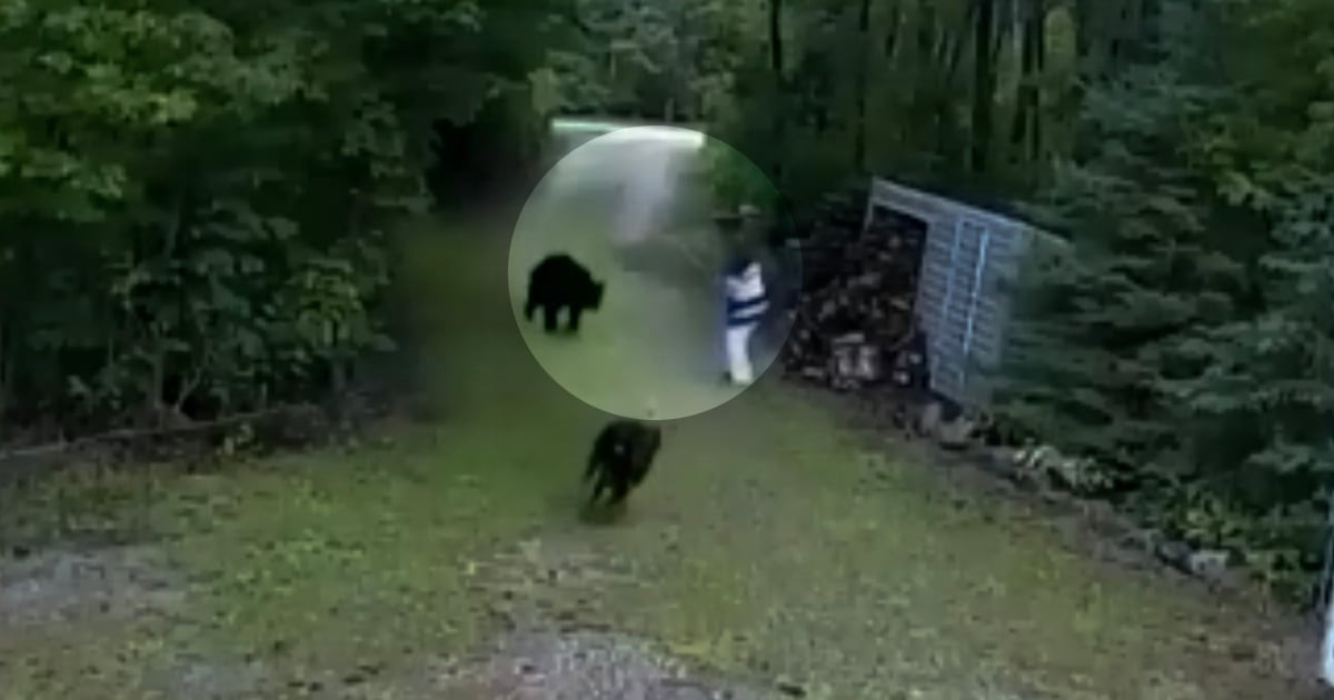 Woman Thought She’d Tripped Until Security Footage Showed A Mother Bear Had Knocked Her Down