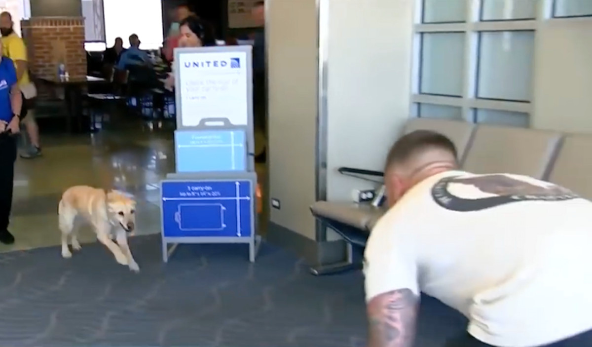The Moment a Retired Military Lab Heard Her Name at the Airport and Took Off for Her Old Handler