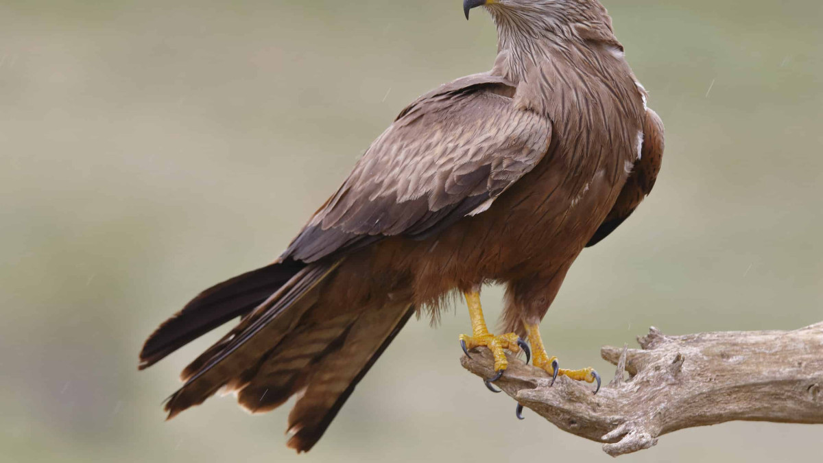 Why Australian Firefighters Say Hawks Sometimes Restart Fires on Purpose