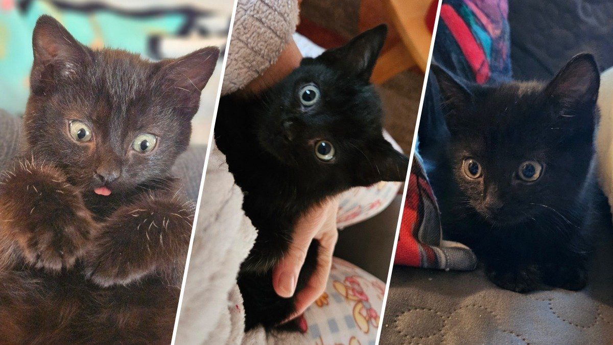 Why This 7-Week-Old Kitten Ended Up Named Freeway After a Rescue on I-93