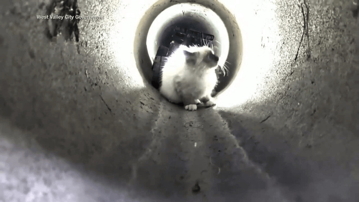 Why a Tiny Kitten Needed R2D2 to Get Out of a Utah Drain Pipe