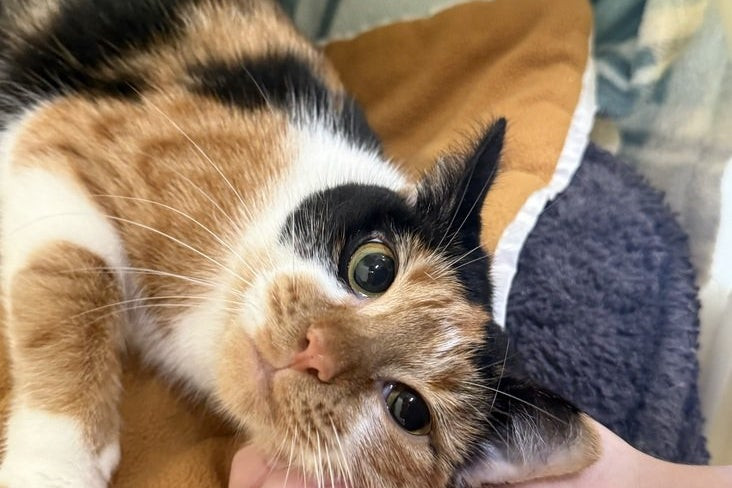 Why the RSPCA Says Britain Has More Cats Needing Help Than It Can Rehome