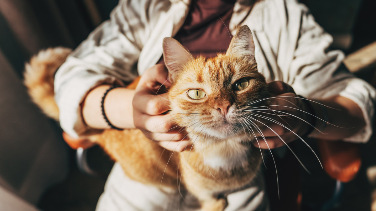 Your Cat May Be Mirroring More Than Your Mood, Study Finds a Hormone Link