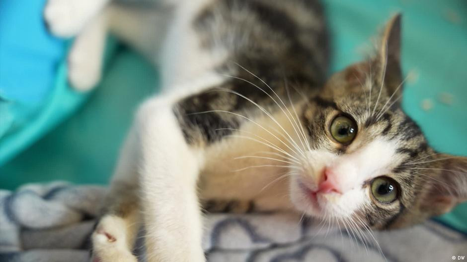 The Bigger Draw at Kampala's Cat Cafe Is Not Just the Cats. It's Belonging