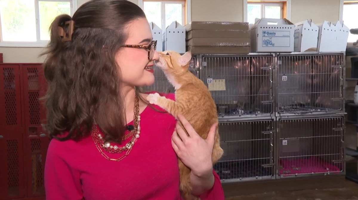 Inside the $10 adoption push at a Pineville shelter with more than 45 kittens waiting