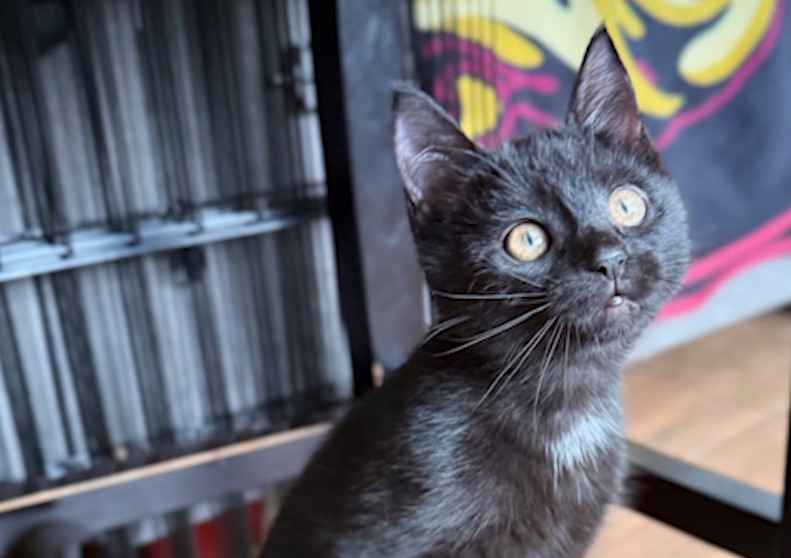 Baby Bat the Kitten Goes From Under a Van at Marlboro Car Wash to a New Home