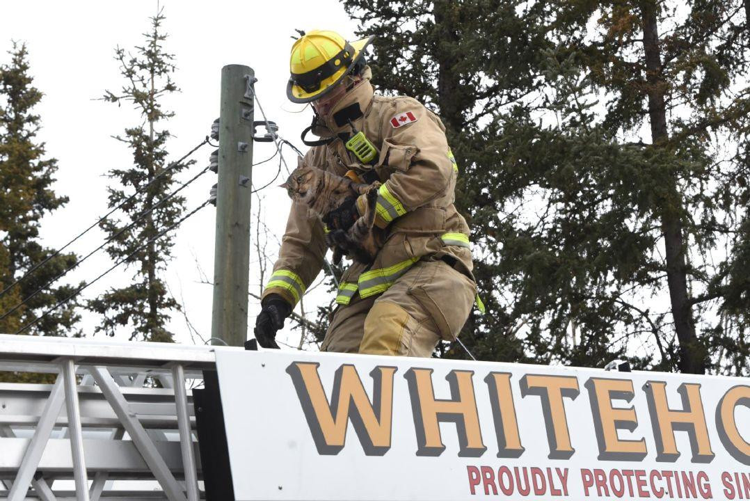 Whitehorse tabby held up a tree for a day until two firefighters climbed the ladder