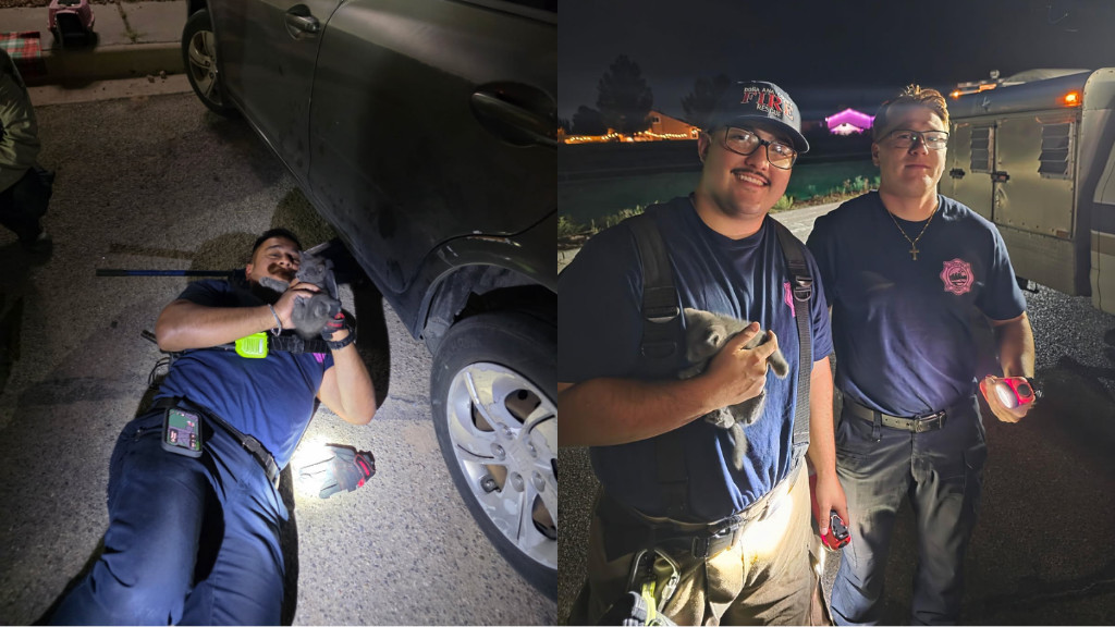 How a Loud Meow Led Firefighters to Kitty Hidden Under a Car in New Mexico