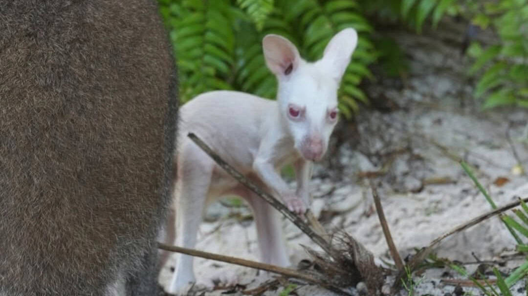 Animal Kingdom’s Easiest Animal to Spot Might Also Be Its Rarest: Meet Quartz