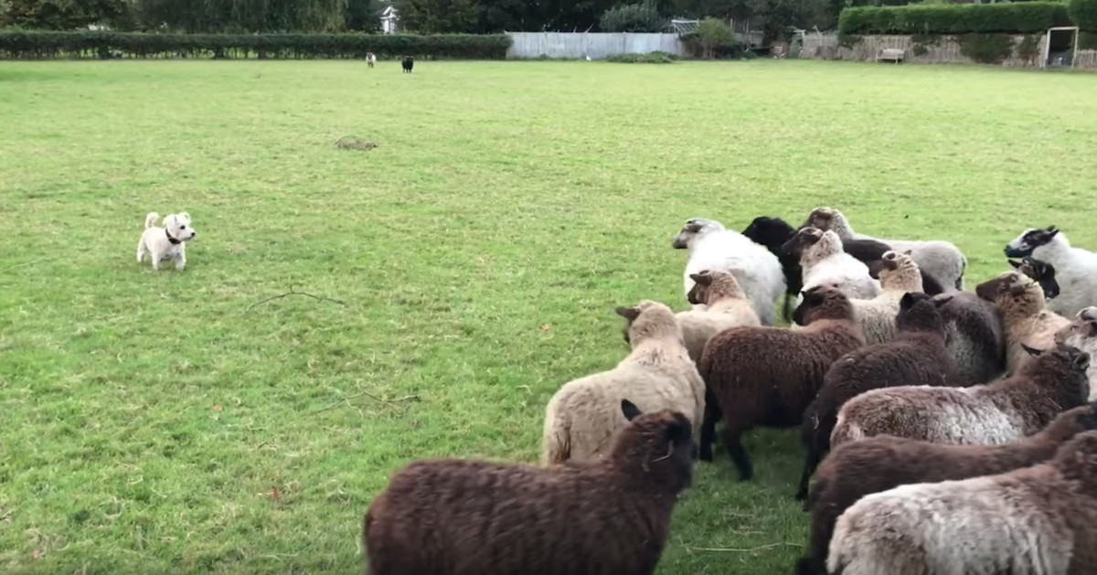 Dog Sent To Herd Sheep Somehow Ends Up Being Chased By The Entire Flock
