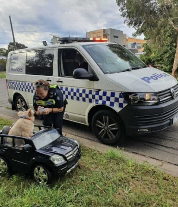 Police Pulled Over a Dog in a Tiny Mercedes. The Reason He Was Riding in It Changed Everything