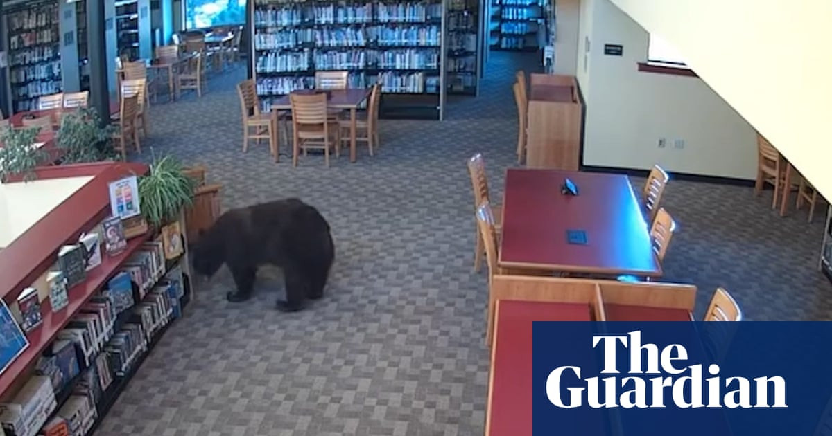 California library had the most storybook break-in imaginable, a black bear went straight for the honey