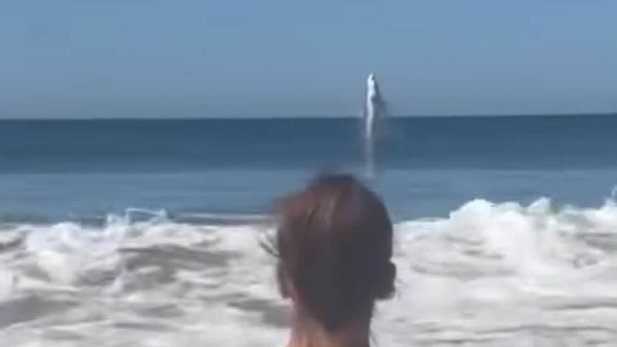 Woman posing for beach photo near Monterey Bay spots a breaching great white in the background
