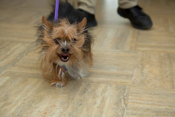 Why a Tiny Dog in Goggles Became a Dying Veteran’s Final Request