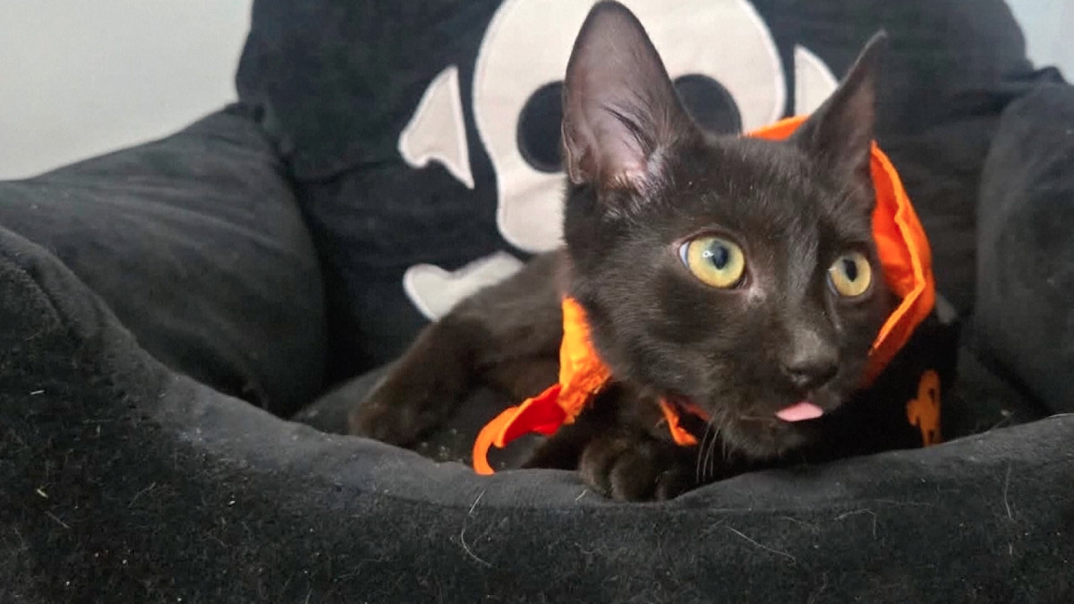 Why a Greenville rescue paused new black cat adoptions before Halloween