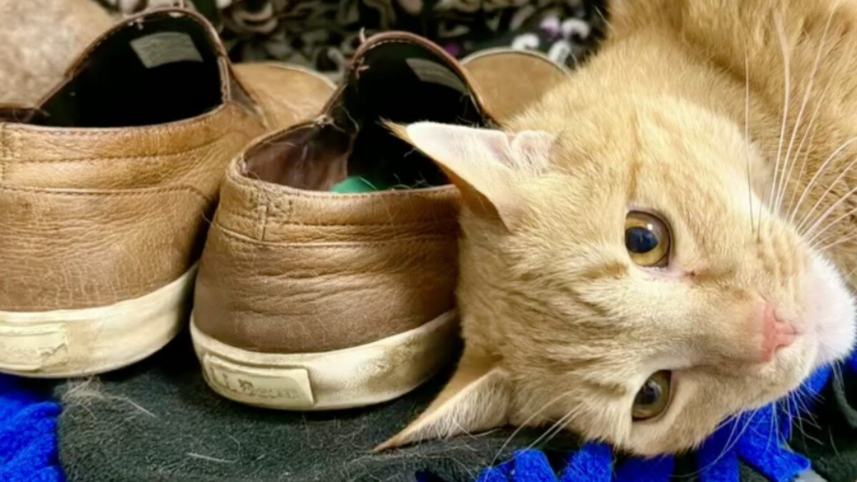 A Pair of Shoes Helped This Shelter Cat Hold On Until a New Home Found Him