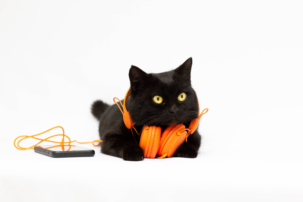 Black Cat’s OutKast ‘Hey Ya!’ Parody Has Fans Arguing Over the Real Star