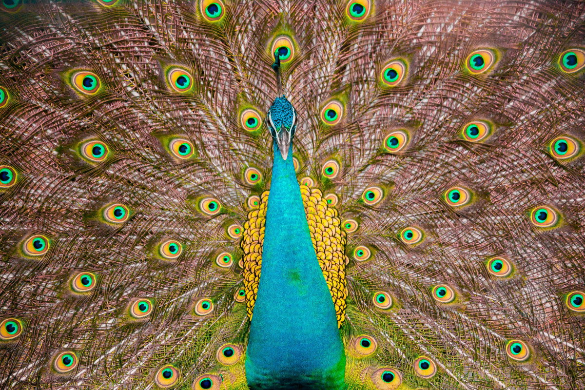 A Peacock Opened His Tail to Deter a Farm Cat. The Cat Saw the Best Toy on the Homestead