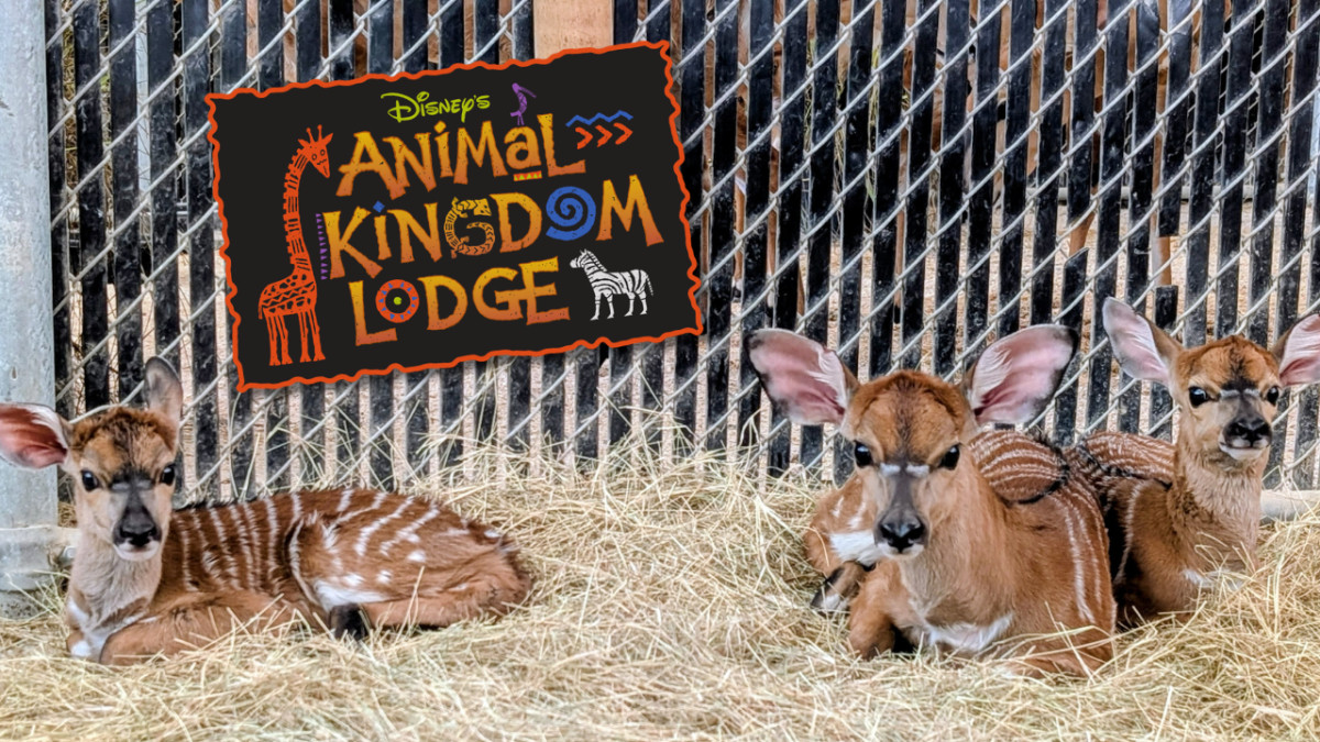 Disney's Animal Kingdom Lodge Has 3 New Nyala Calves, but Guests Will Have to Wait to See Them