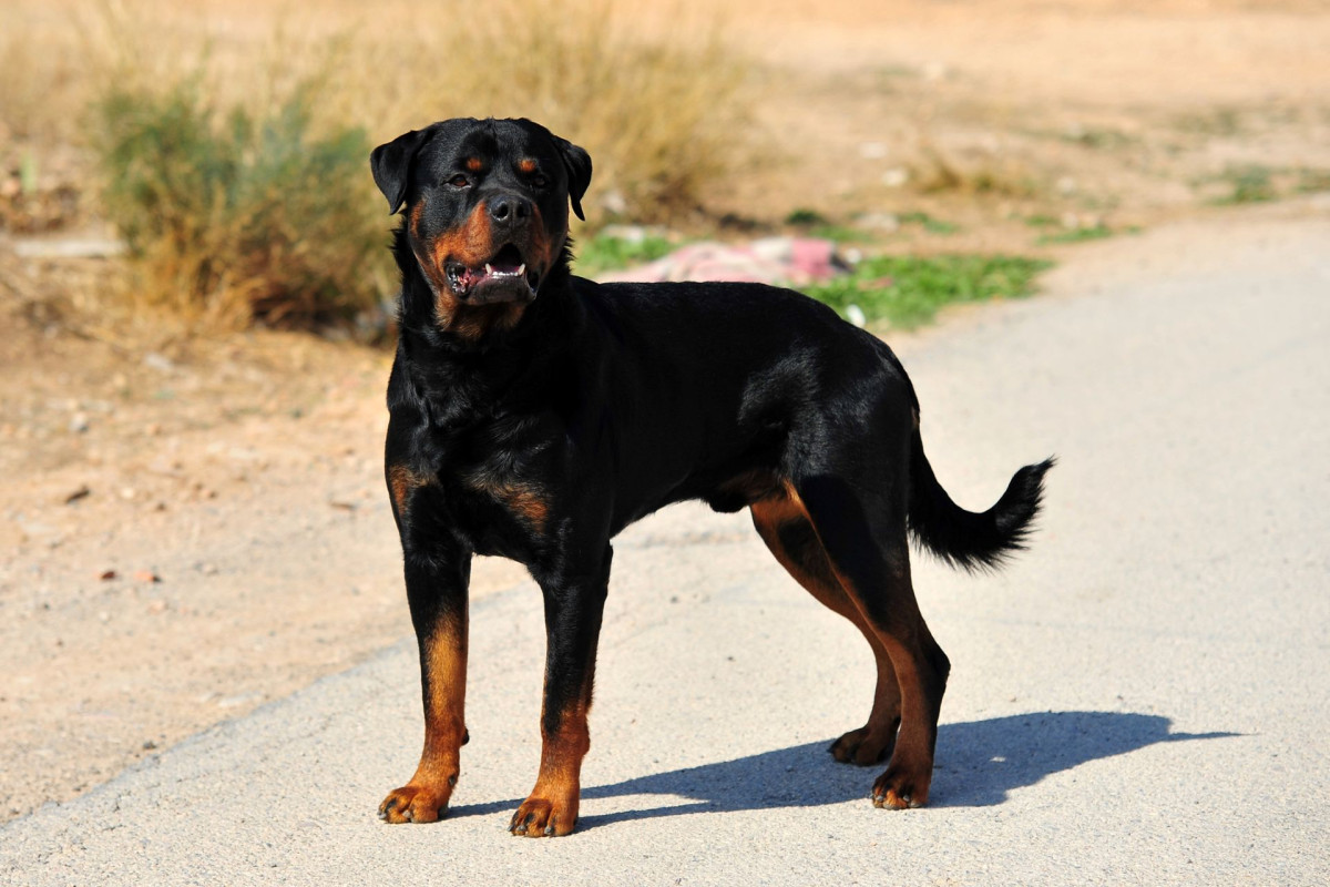 Home cameras went dark, but a 55 kilo Rottweiler still stopped the car theft attempt