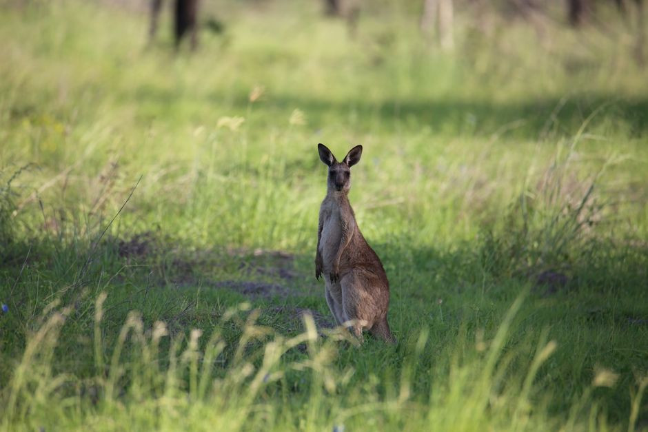 Tennessee locals are scanning roadsides for Ollie the kangaroo after he bolted before a walk