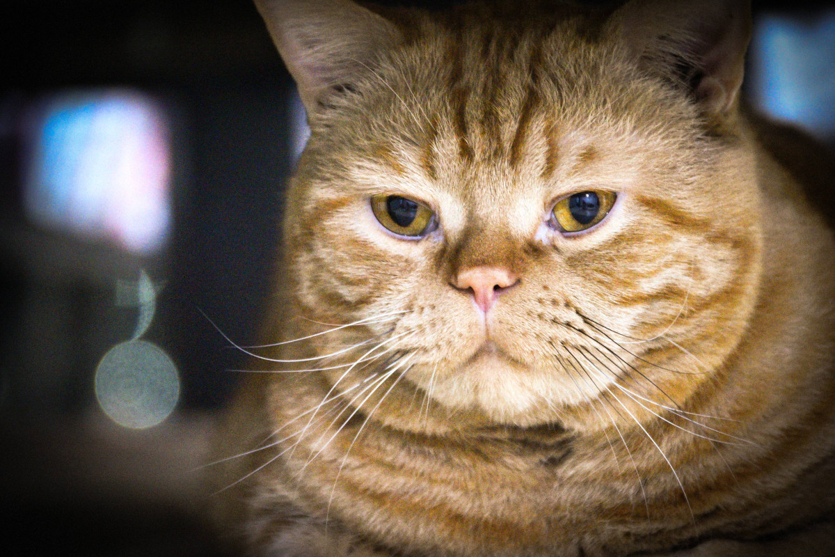 Bruce Willis the FIV+ Shelter Cat Showed He Was Finally Home With One Sleepy Hug