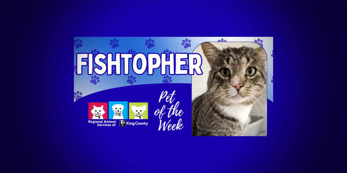 Why Fishtopher Might Be the Perfect Cat for Someone Willing to Go Slow