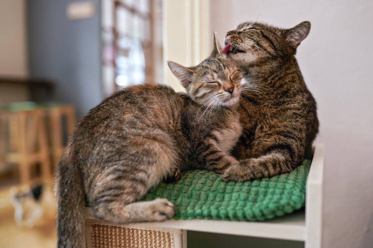 They Opened Up Right Away. Why Are These Bonded Senior Tabbies Still Waiting for a Home?