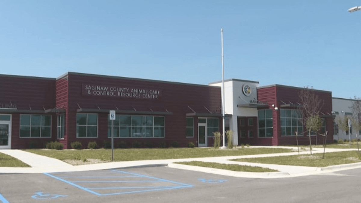 Why Saginaw County closed its cat adoption area after two panleukopenia cases