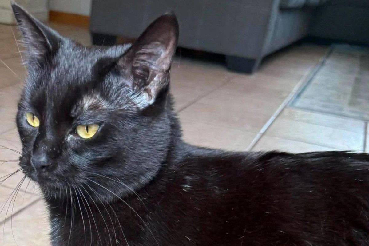 Why a Sioux Falls Rescue Is Keeping Black Cats Off the Adoption List Until Nov. 1