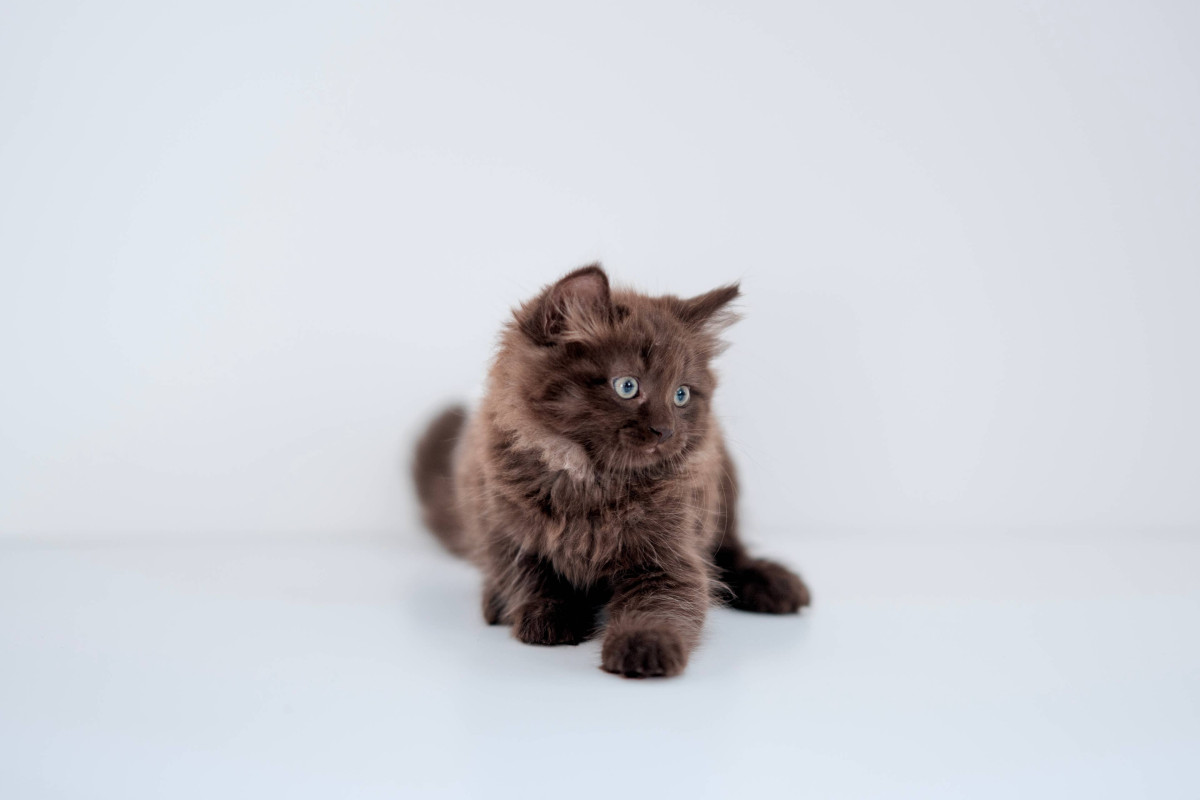 Why This Cinnamon Ragdoll Kitten's Blue Eyes Have Viewers Talking Like Fashion Judges