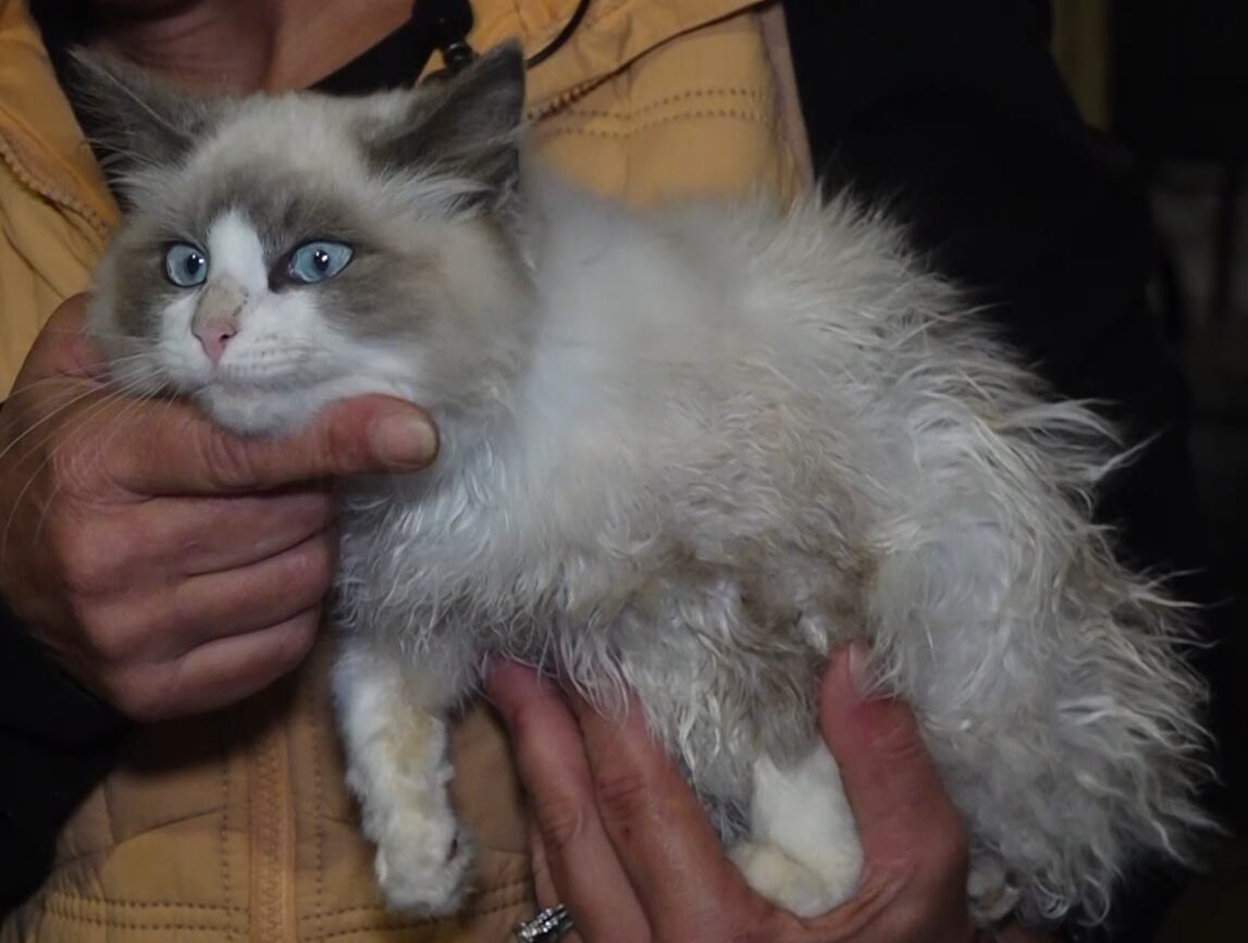 A Moving Trash Bag at a Maine Transfer Station Led to a Kitten Now Called Dumpster